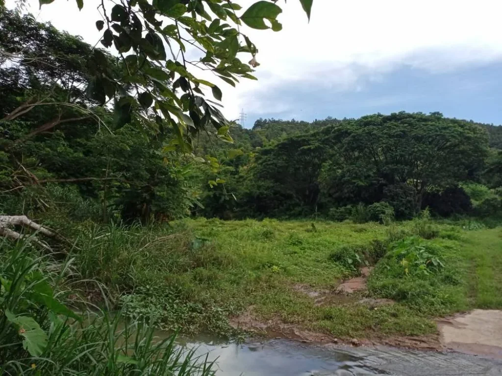 ขายที่ดินติดถนนสาธารณะลำธารน้ำแม่ทาปลาดุกลำพูนโฉนดพร้อมโอน