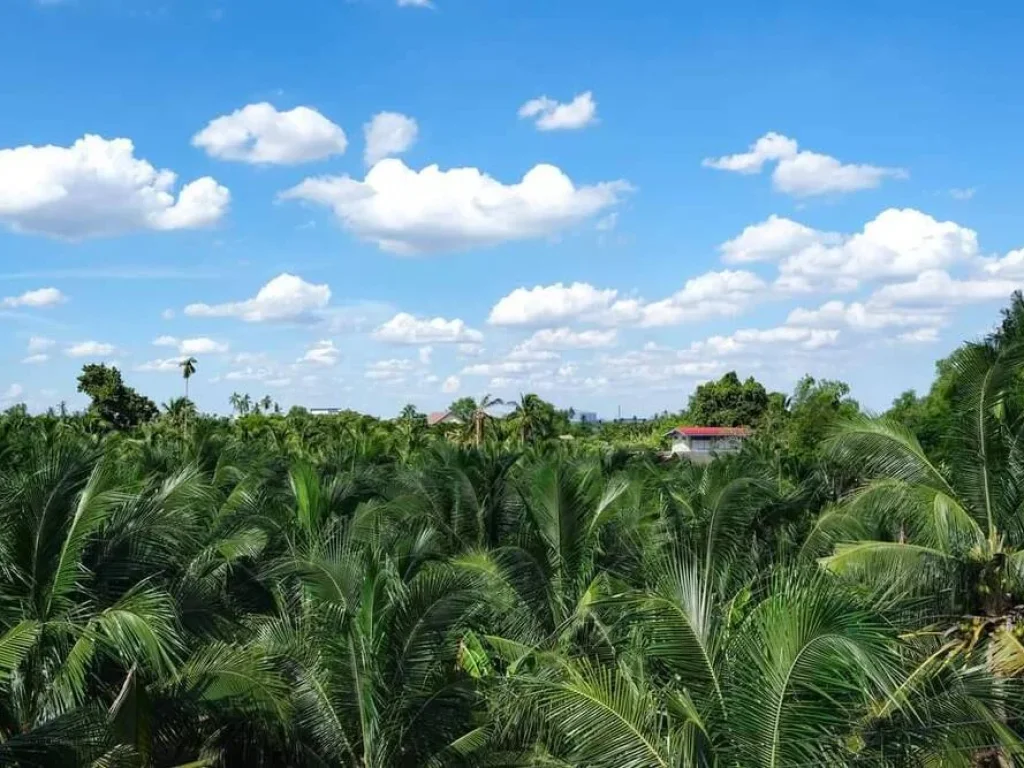 ขายที่ดินริมน้ำ ที่สวนมะพร้าว อบ้านแพ้ว สมุทรสาคร 11 ไร่ ทำเลดี ติดแม่น้ำท่าจีน ใกล้ถนนใหญ่ 12 กม เหมาะทำร้านอาหาร รีสอร์ท ขายถูก เจ้าของอยากขาpย