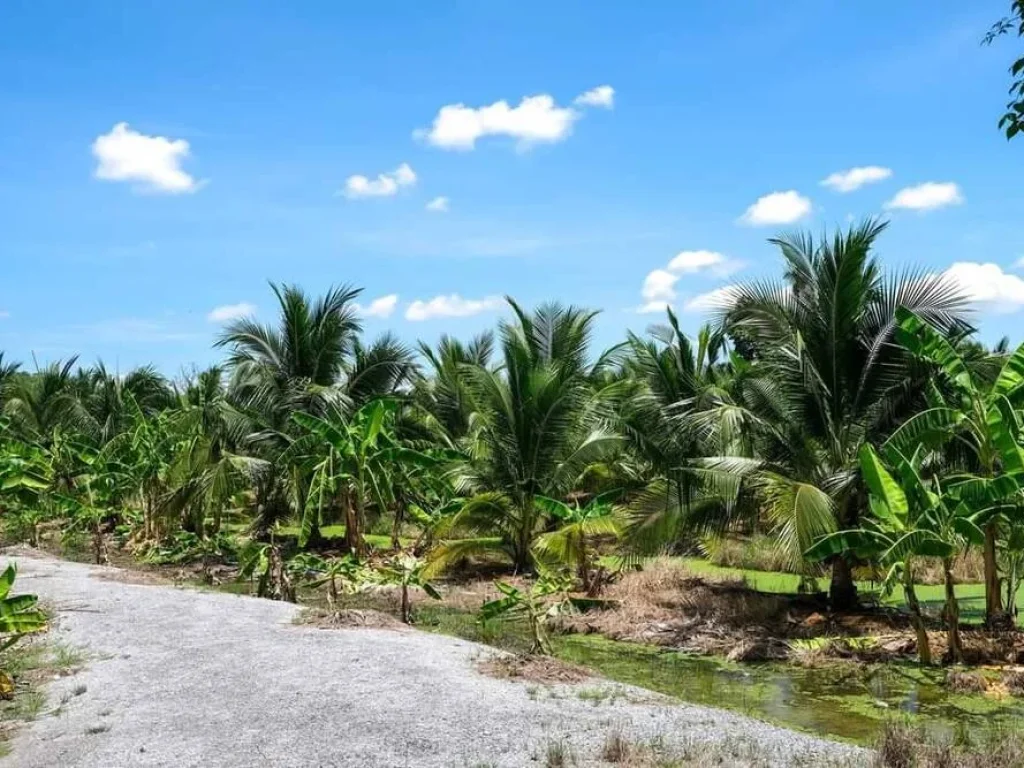 ขายที่ดินริมน้ำ ที่สวนมะพร้าว อบ้านแพ้ว สมุทรสาคร 11 ไร่ ทำเลดี ติดแม่น้ำท่าจีน ใกล้ถนนใหญ่ 12 กม เหมาะทำร้านอาหาร รีสอร์ท ขายถูก เจ้าของอยากขาpย