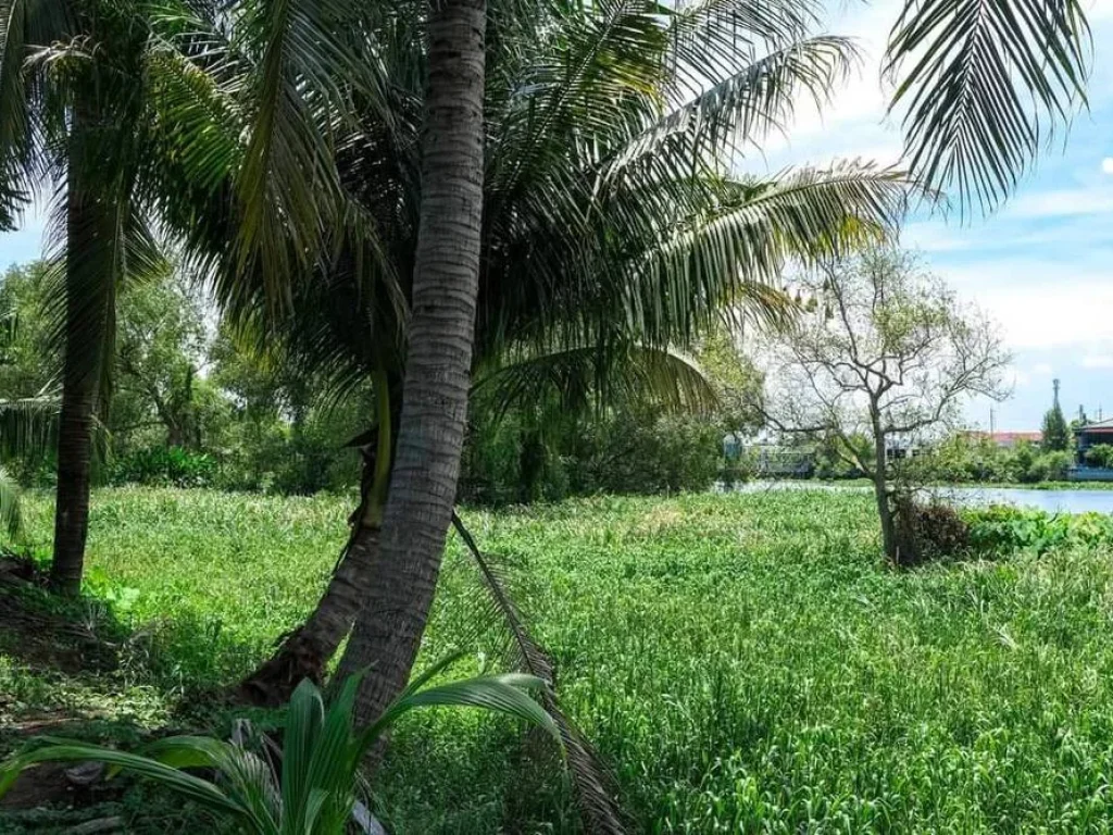 ขายที่ดินริมน้ำ ที่สวนมะพร้าว อบ้านแพ้ว สมุทรสาคร 11 ไร่ ทำเลดี ติดแม่น้ำท่าจีน ใกล้ถนนใหญ่ 12 กม เหมาะทำร้านอาหาร รีสอร์ท ขายถูก เจ้าของอยากขาpย