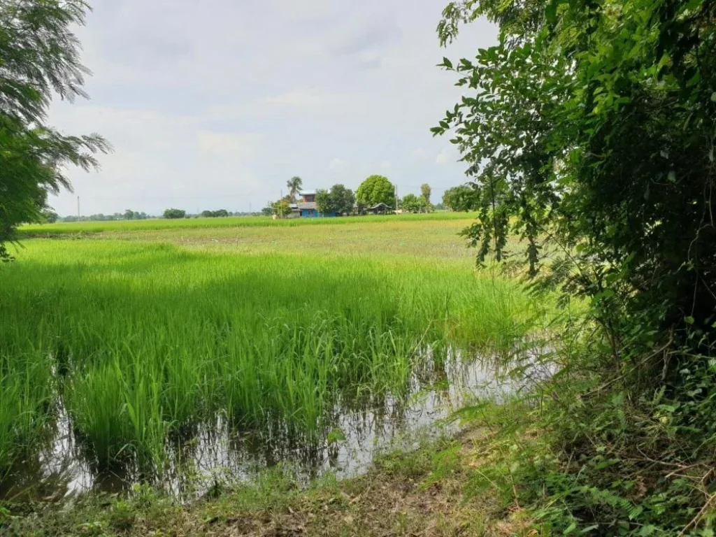 ขายที่ดินตำบลหนองยาว รหัสทรัพย์ 202186 ชชลประทาน ตหนองยาว อเมือง จสระบุรี ขนาด 3 ไร่ 92 ตรว