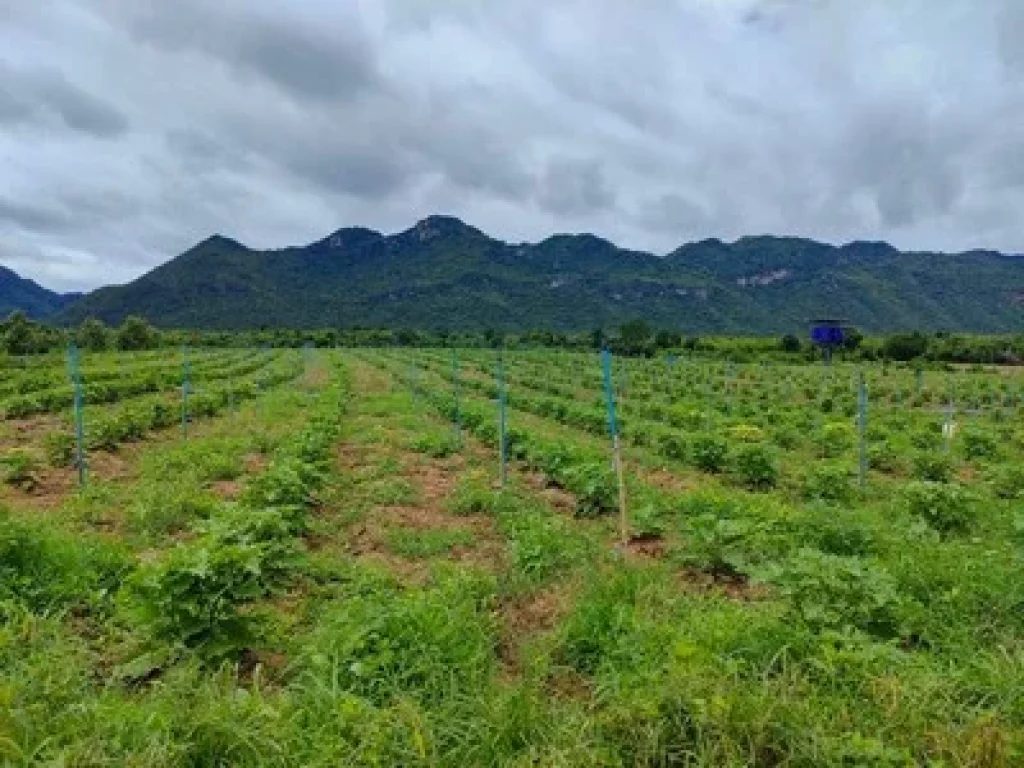 ขายที่ดินติดแม่น้ำ แควใหญ่ กาญจนบุรี 45 ไร่ บรรยากาศดีมาก เห็นวิวภูเขา