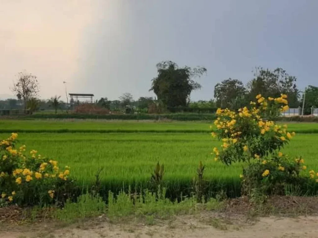 ขายโครงการโคก หนอง นา โมเดลพร้อมสวนและอุปกรณ์ทำการเกษตร เชียงราย