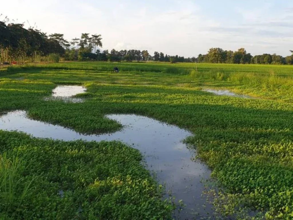 ขายโครงการโคก หนอง นา โมเดลพร้อมสวนและอุปกรณ์ทำการเกษตร เชียงราย