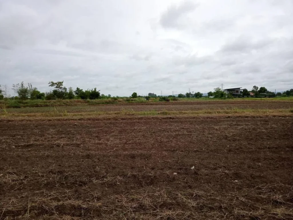 ขายที่ดิน 13 ไร่ แปลงสวย ตำบลสมอแข อำเภอเมือง จังหวัดพิษณุโลก