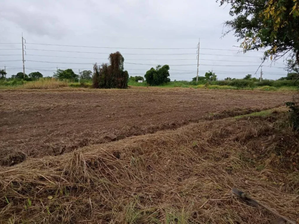 ขายที่ดิน 13 ไร่ แปลงสวย ตำบลสมอแข อำเภอเมือง จังหวัดพิษณุโลก