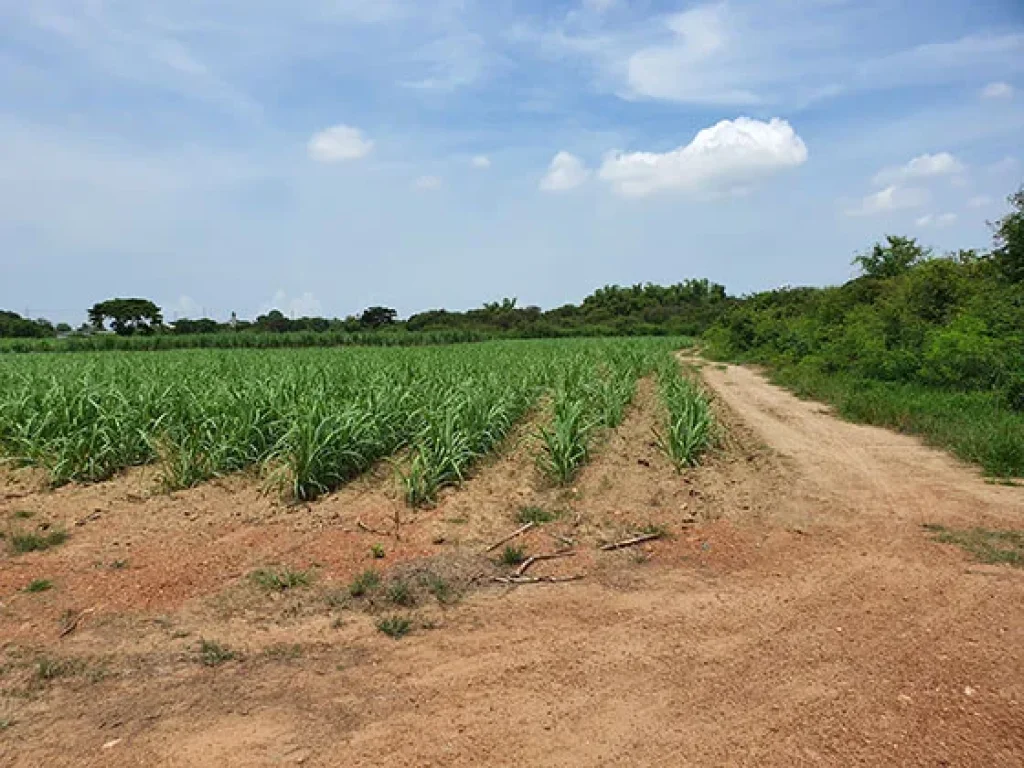 ที่ดินถมทั้งแปลง ติดทลแผ่นดิน สาย 323 แสงชูโต 6 เลนน์ โซนเจริญมาก 72 ไร่