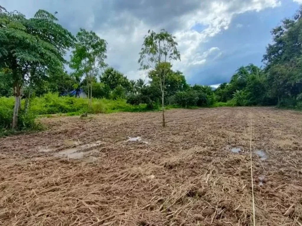 ขายที่ดินบ้านต้นส้าน ตสันทราย อฝาง จเชียงใหม่ 1 ไร่ 714 ตรว ติดถนนซอย