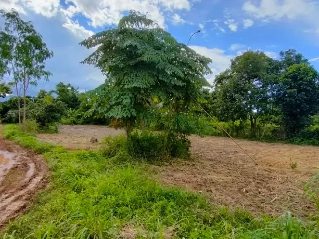 ขายที่ดินบ้านต้นส้าน ตสันทราย อฝาง จเชียงใหม่ 1 ไร่ 714 ตรว ติดถนนซอย