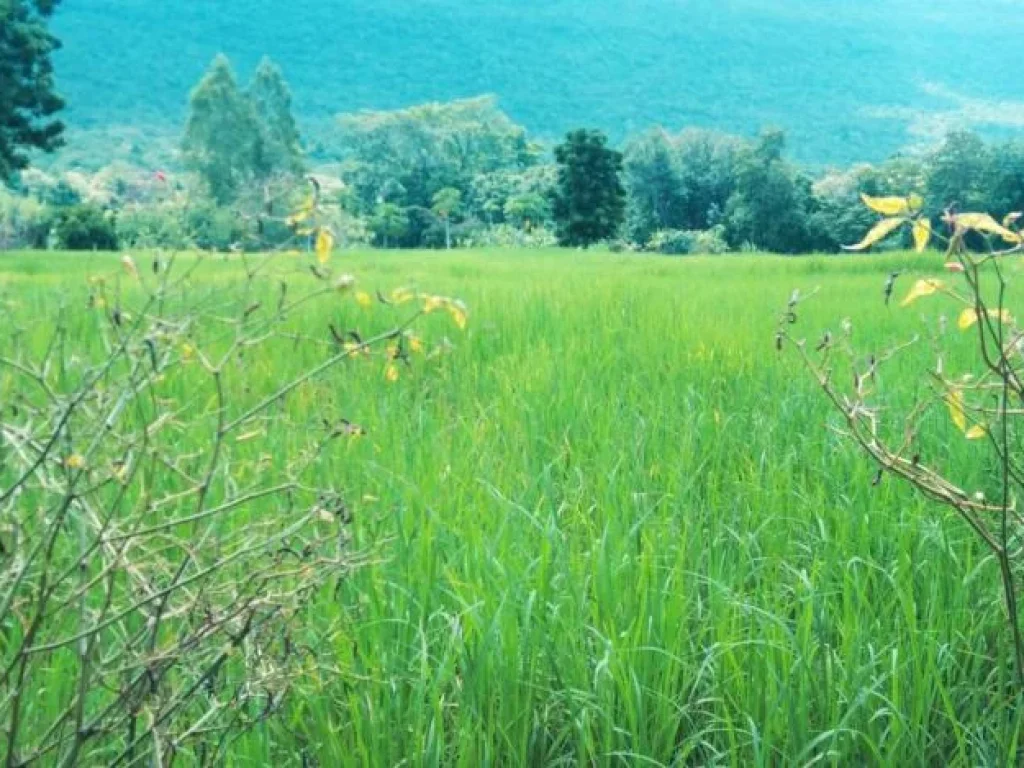 ขายที่ดินติดภูเขา อากาศดี เงียบสงบเหมาะสำหรับเป็นที่พักผ่อน