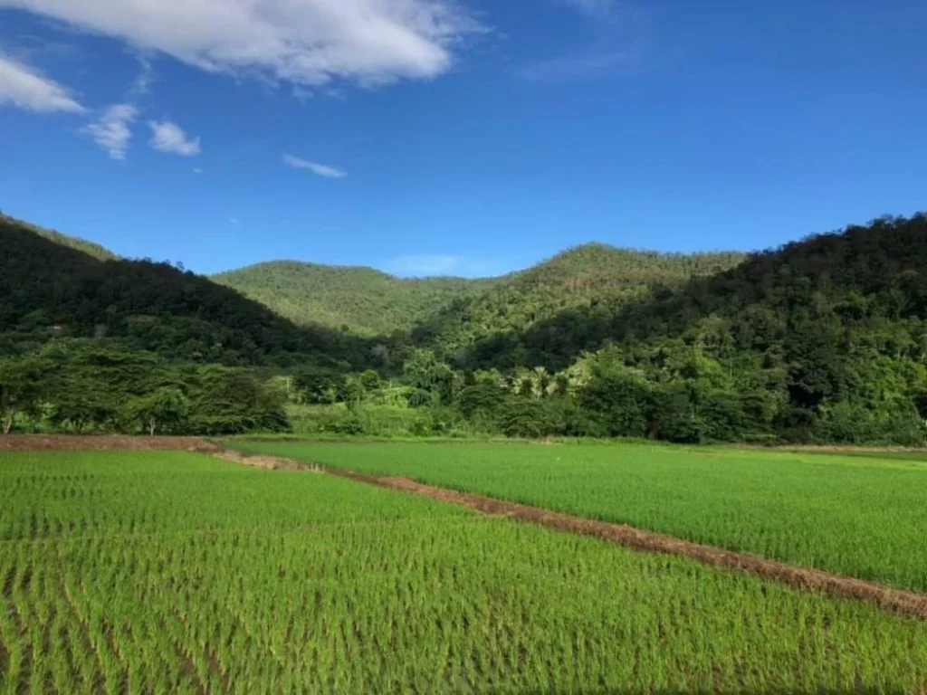 ขายที่ดินติดลำเหมือง ตสะเมิงใต้ อสะเมิง จเชียงใหม่