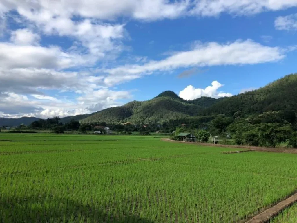 ขายที่ดินติดลำเหมือง ตสะเมิงใต้ อสะเมิง จเชียงใหม่