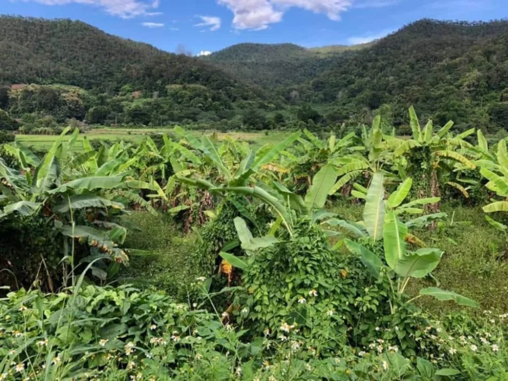 ขายที่ดินติดลำเหมือง ตสะเมิงใต้ อสะเมิง จเชียงใหม่