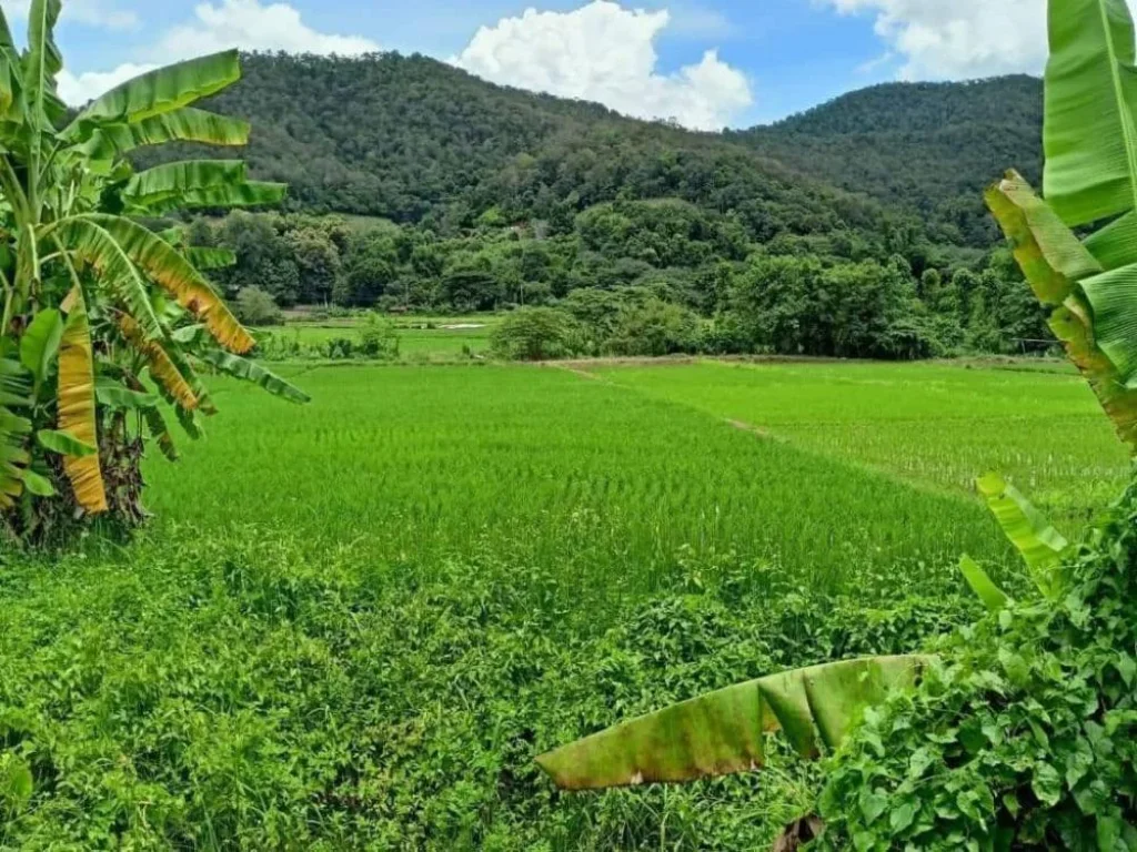 ขายที่ดินติดลำเหมือง ตสะเมิงใต้ อสะเมิง จเชียงใหม่