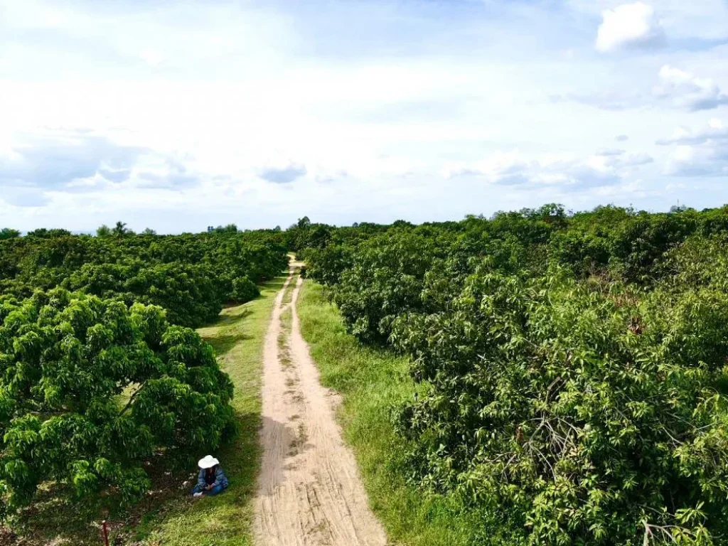 ที่ดินลำพูนแบ่งขาย บรรยากาศดี วิวสวย ที่สูง น้ำไม่ท่วม ดินดีไม่ต้องถม