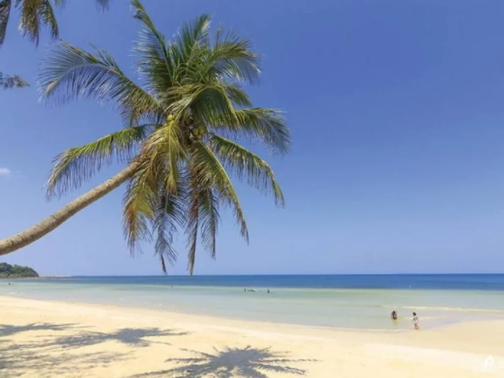 ขายที่ดินพร้อมบ้านสวนใกล้ทะเล หาดทุ่งวัวแล่น อปะทิว ชุมพร เนื้อที่ 202 ตรว เหมาะสำหรับบ้านพักหลังเกษียรเจ้าของขายถูกมาก