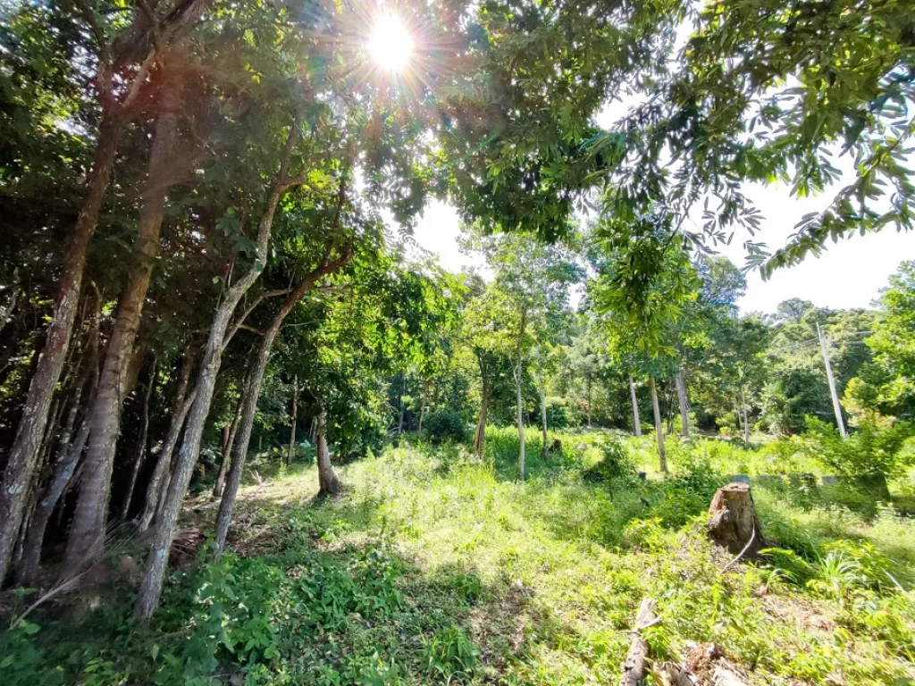 ขายที่ดินวิวทิวทัศน์ธรรมชาติเกาะพะงันมีความเป็นส่วนตัวสูง