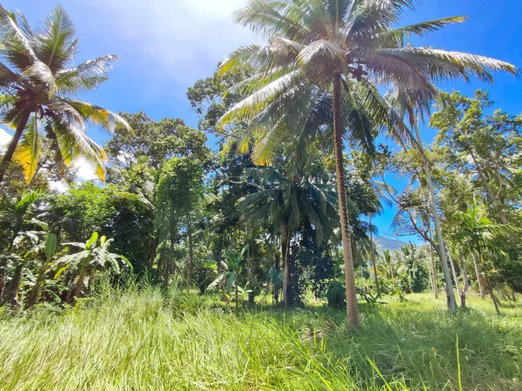 ขายที่ดินสวยเหมาะสำหรับสร้างบ้านพักอาศัยบนเกาะพะงัน