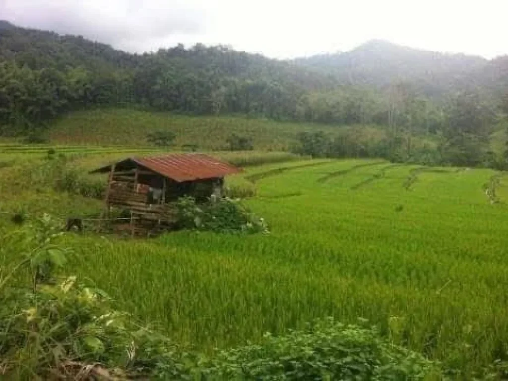 ขายที่ดินติดลำห้วย 8-2-41 ไร่ ตแม่นะ อเชียงดาว เชียงใหม่