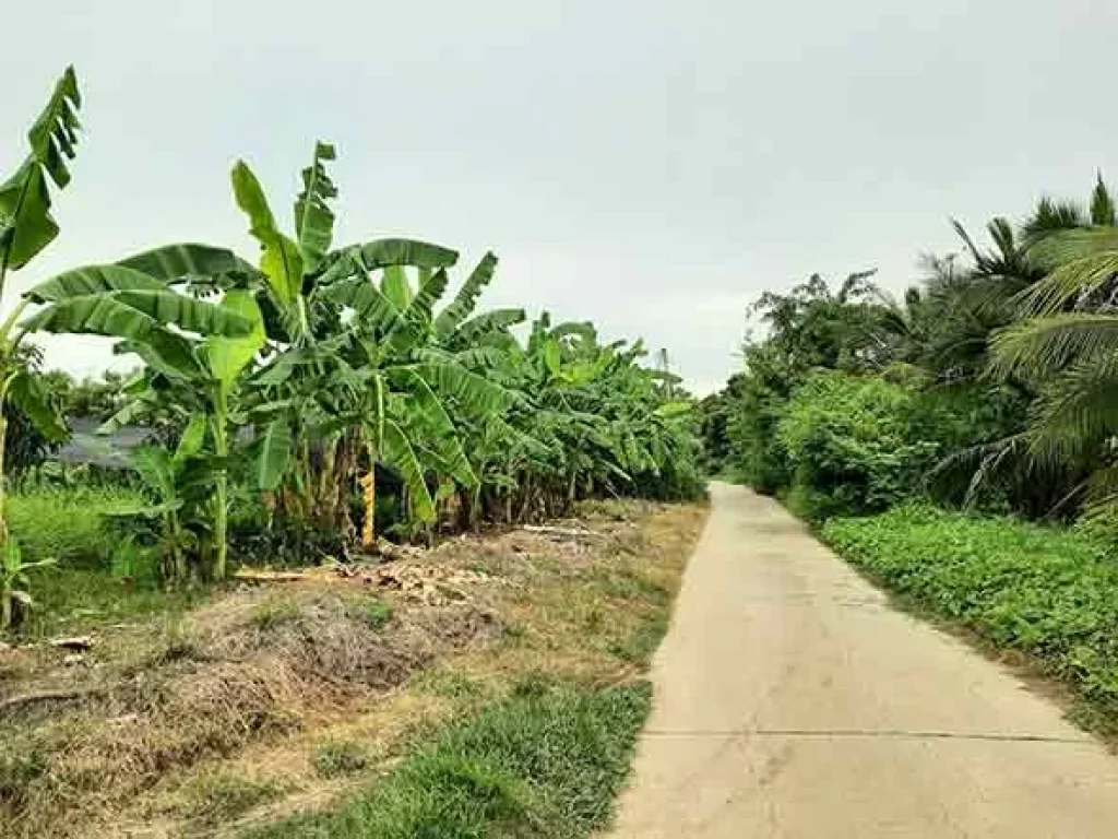 ขายที่ดินติดถนนซอย ด้านหลังติดแม่น้ำท่าจีน บ้านกร่าง ศรีประจันต์