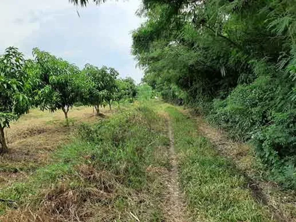 ขายที่ดินติดถนนซอย ด้านหลังติดแม่น้ำท่าจีน บ้านกร่าง ศรีประจันต์