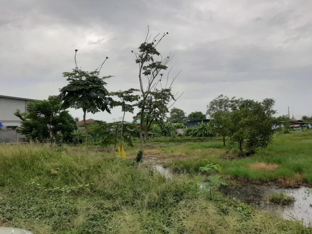 ขายที่ดินติดถนน ซอยวัดหลังบาง ตบางแม่นาง อบางใหญ่ จนนทบุรี