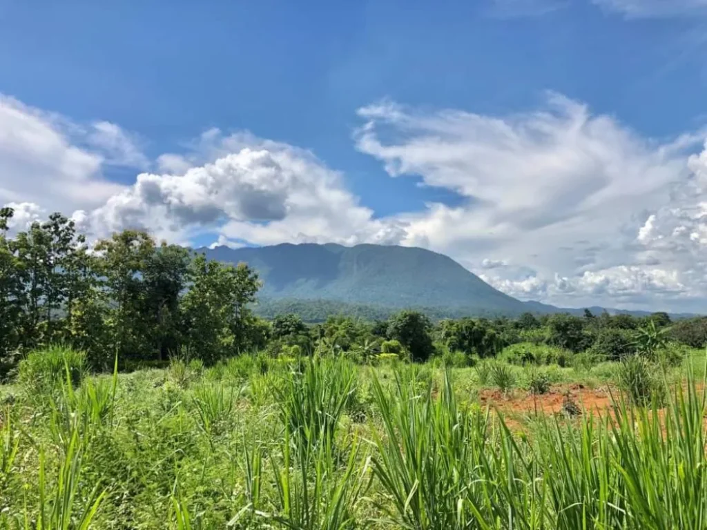 ขายที่ดินติดถนนหลัก วิวภูเขาดอยหลวง สวยมากและหายากใกล้ถ้ำเชียงดาว เชียงใหม่