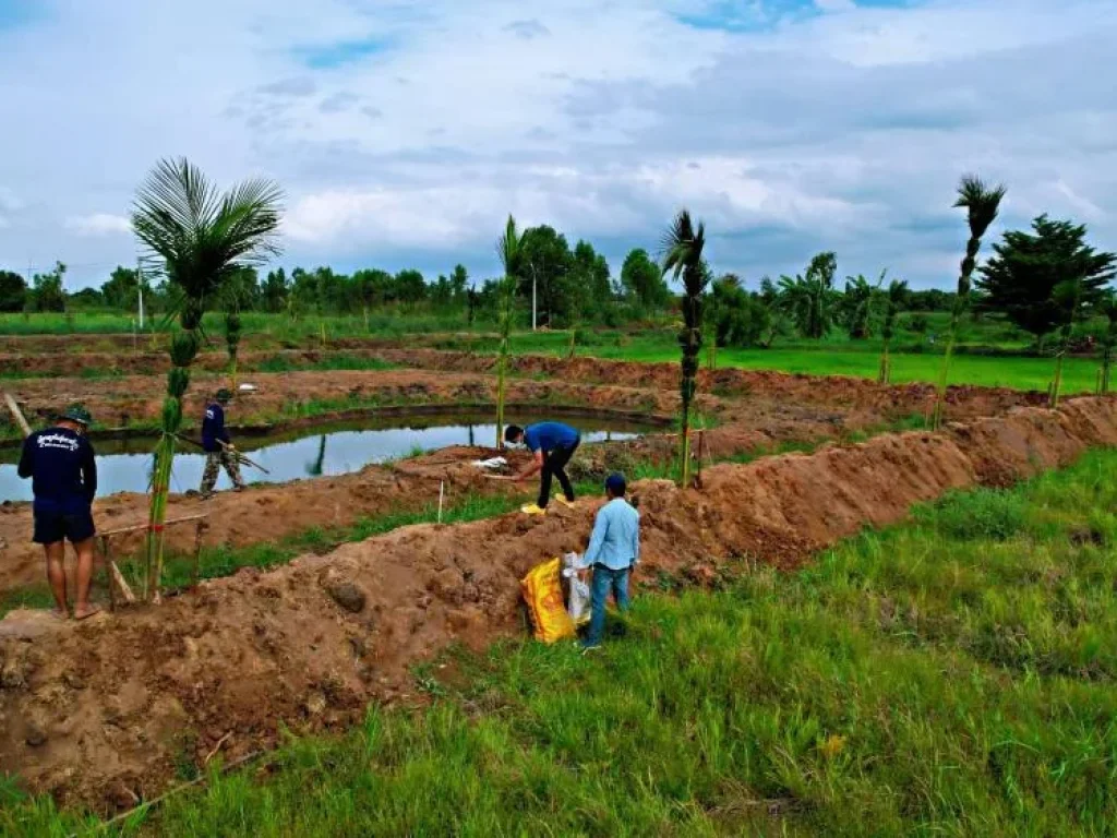 ที่ดินแบ่งแปลงคลอง 14 หนองเสือ จปทุมธานี เหมาะทำบ้านสวนเกษตร