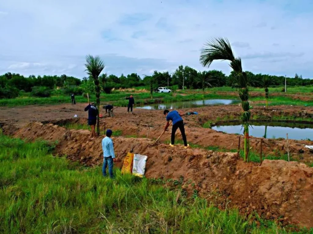 ที่ดินแบ่งแปลงคลอง 14 หนองเสือ จปทุมธานี เหมาะทำบ้านสวนเกษตร