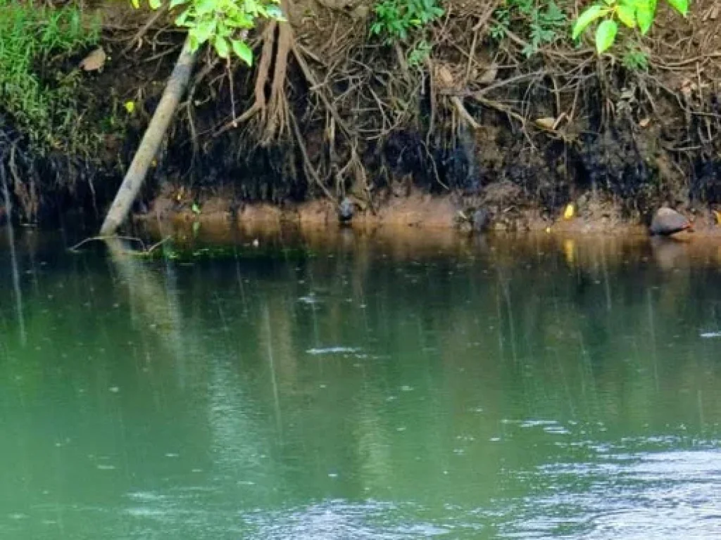 แปลงริมแม่น้ำเพชร4 ที่ดินติดริมแม่น้ำ ทำเลธรรมชาติที่ทุกคนใฝ่หา