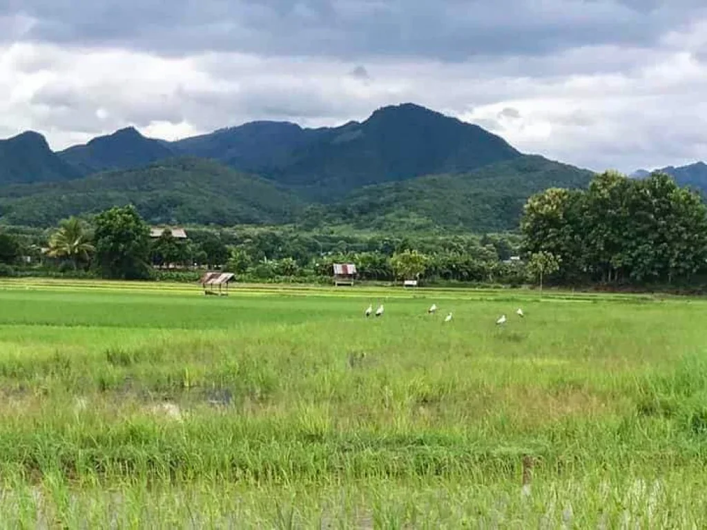 ขายที่ดิน 2แปลงติด วิวดอยภูคา ปัว น่าน ใกล้แหล่งท่องเที่ยวโฮมเตย์คาเฟ่