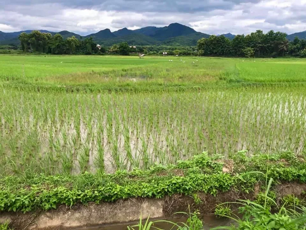 ขายที่ดิน 2แปลงติด วิวดอยภูคา ปัว น่าน ใกล้แหล่งท่องเที่ยวโฮมเตย์คาเฟ่