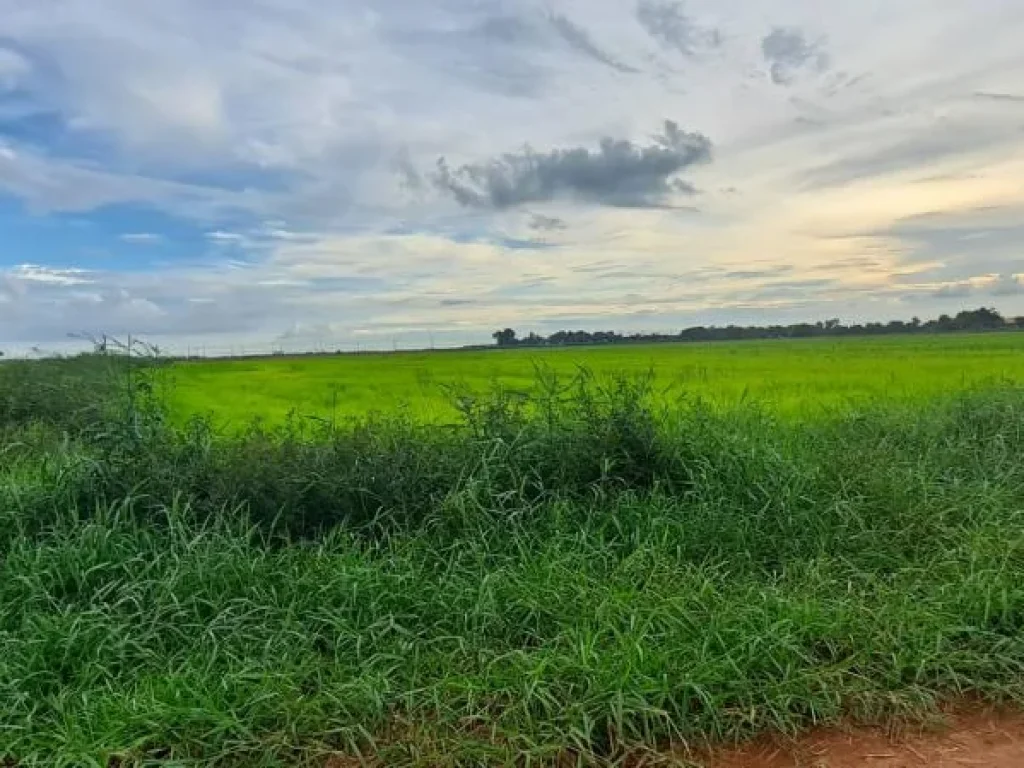 ที่ดินปราจีนบุรีเหมาะพัฒนาเป็นบ้านสวนกลางทุ่ง รีสอร์ท ศูนย์เรียนรู้ทางเกษตร 12 ไร่ 3 งาน 33 ตารางวา