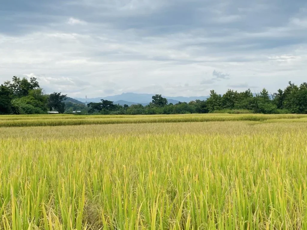 ที่ดินแม่แตงใกล้เมืองเชียงใหม่