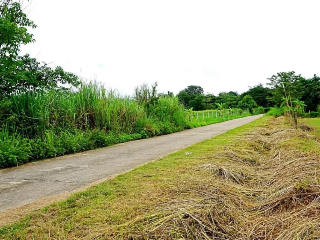 ขายที่ดินตำบลป่าไผ่ อำเภอสันทราย จังหวัดเชียงใหม่