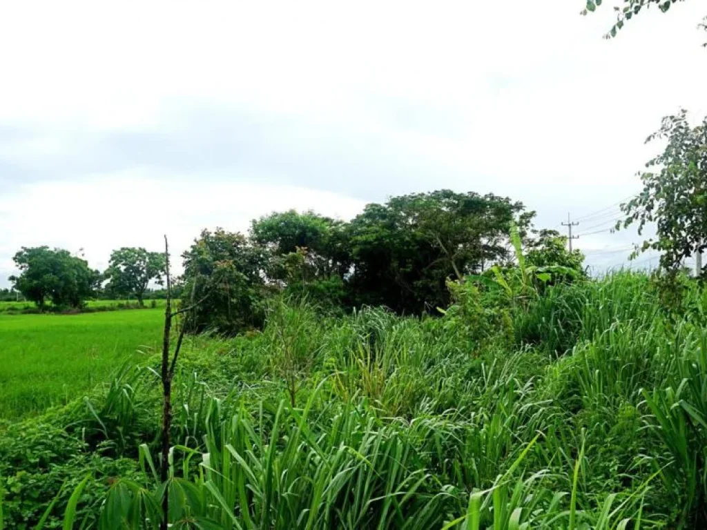 ขายที่ดินติดถนนสันกำแพงสายใหม่ ตำบลบวกค้าง อำเภอสันกำแพง จังหวัดเชียงใหม่