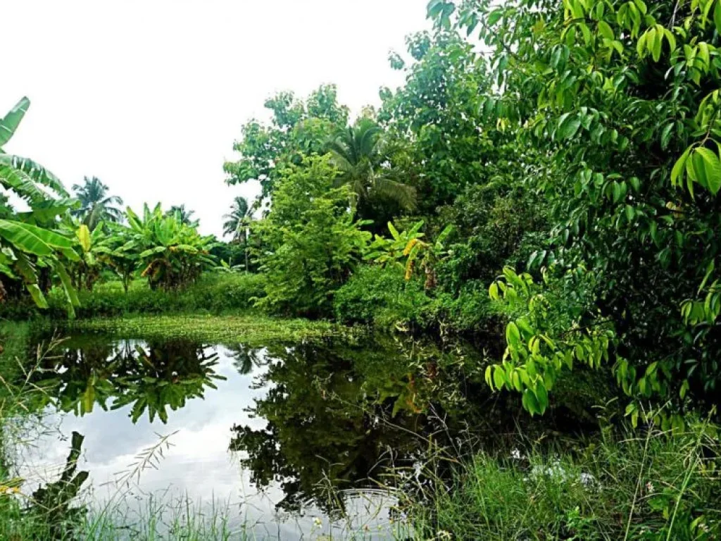 ขายที่ดิน ตำบลบ้านแม อำเภอสันป่าตอง จังหวัดเชียงใหม่