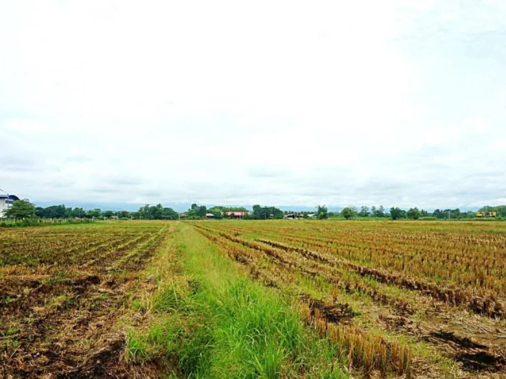 ขายที่ดิน ติดถนนเชียงใหม่ - พร้าว ตำบลแม่แฝก อำเภอสันทราย จังหวัดเชียงใหม่