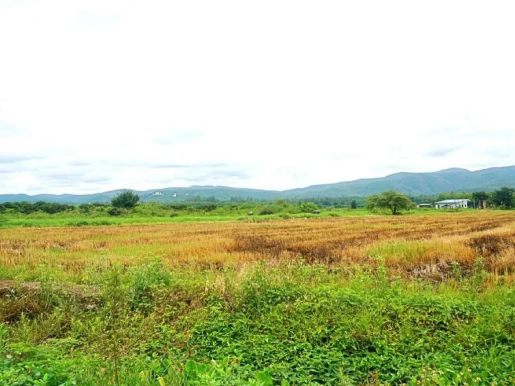 ขายที่ดิน ติดถนนเชียงใหม่ - พร้าว ตำบลแม่แฝก อำเภอสันทราย จังหวัดเชียงใหม่