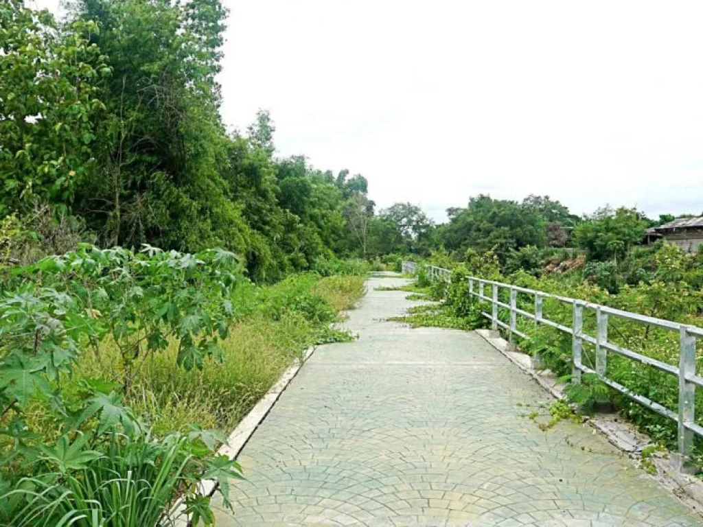 ขายที่ดินบ้านทุ่งหลุก ตำบลท่าวังพร้าว อำเภอสันป่าตอง จังหวัดเชียงใหม่