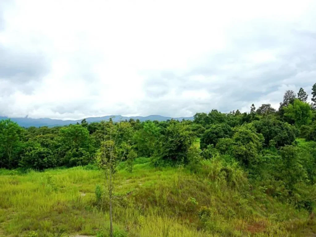 ขายที่ดิน ตำบลห้วยทราย อำเภอแม่ริม จังหวัดเชียงใหม่