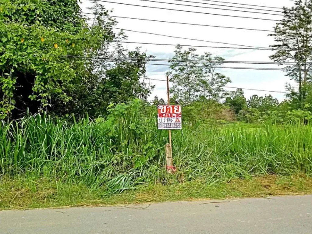 ขายที่ดินหลังแม่โจ้ ตำบลป่าไผ่ อำเภอสันทราย จังหวัดเชียงใหม่