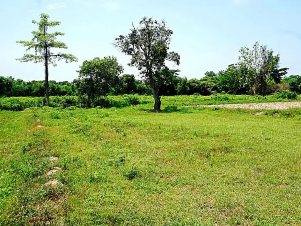 ขายที่ดินสวนเกษตรสันทราย ตำบลหนองแหย่ง อำเภอสันทราย จังหวัดเชียงใหม่