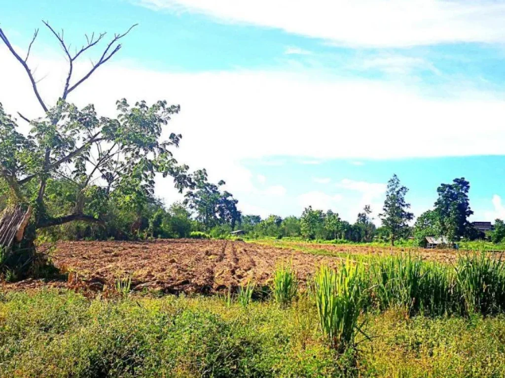 ขายที่ดิน สันติสุข อำเภอดอยหล่อ จังหวัดเชียงใหม่