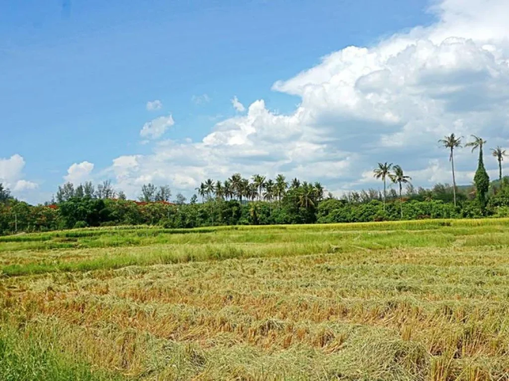 ขายที่ดินแม่แฝก สันทราย จังหวัดเชียงใหม่