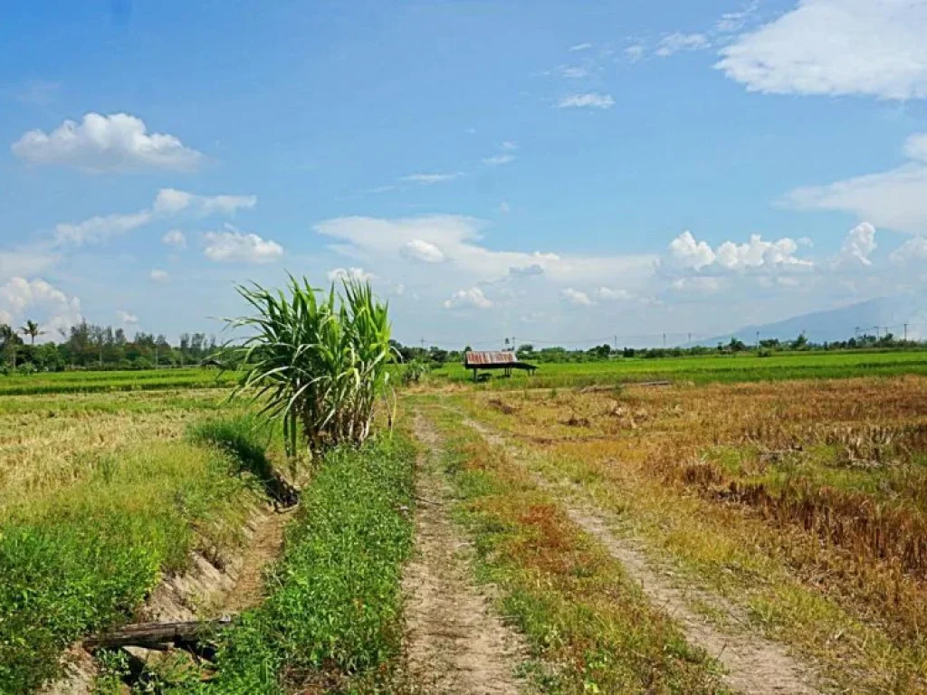 ขายที่ดินแม่แฝก สันทราย จังหวัดเชียงใหม่