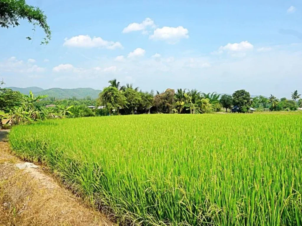 ขายที่นาที่ไร่ ตำบลแม่แฝก อำเภอสันทราย จังหวัดเชียงใหม่