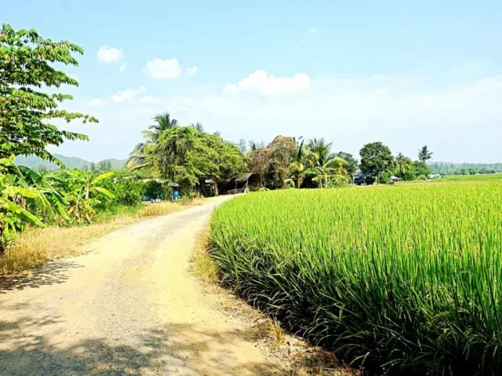 ขายที่นาที่ไร่ ตำบลแม่แฝก อำเภอสันทราย จังหวัดเชียงใหม่