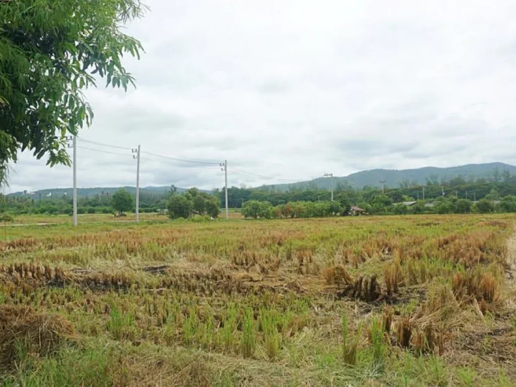 ขายที่ดิน แม่แฝก อำเภอสันทราย จังหวัดเชียงใหม่ ติดถนนคอนกรีต