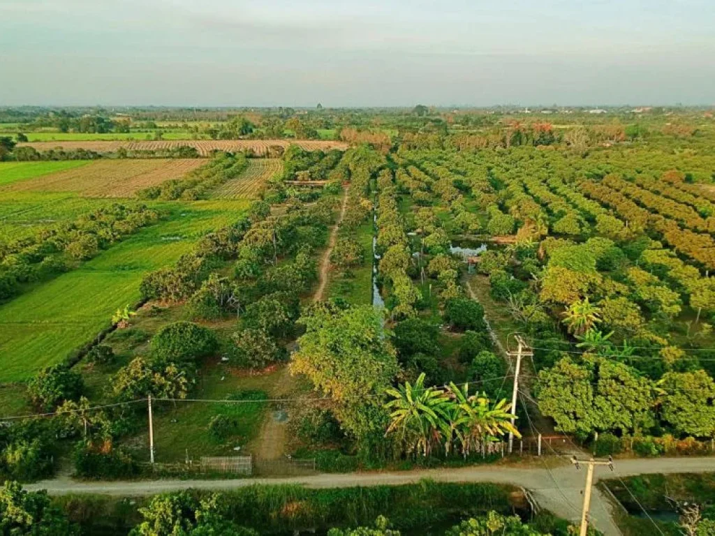 ขายที่ดินพร้อมสวนลำไย แม่กุ้งหลวง ตำบลทุ่งต้อม อำเภอสันป่าตอง เชียงใหม่